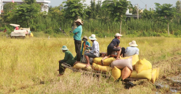 Bạc Liêu thành lập tổ điều phối, tiêu thụ nông sản, Cà Mau thu hoạch lúa trong đêm - Ảnh 1.