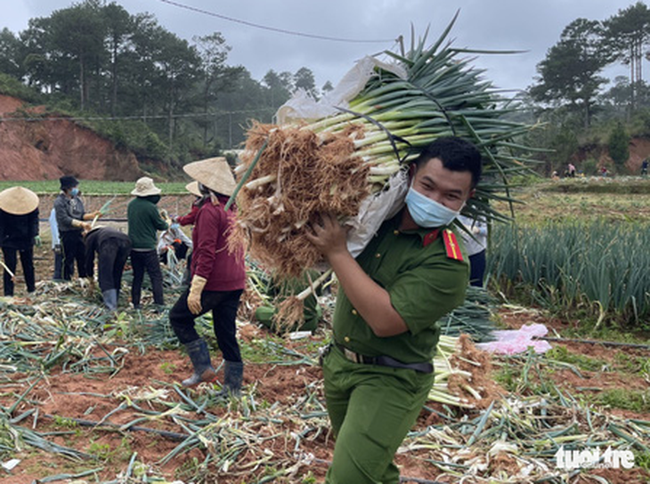 Công an Đà Lạt ra đồng thu hoạch rau tặng y bác sĩ, bệnh nhân và người dân vùng dịch - Ảnh 1.