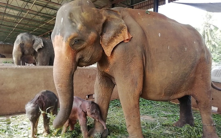 Sri Lanka: Voi sinh đôi, 80 năm mới có một lần