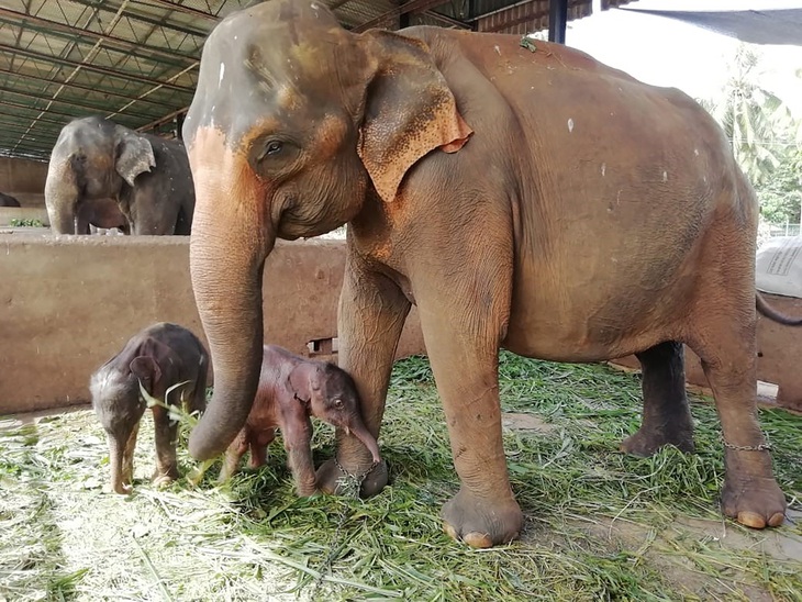 Sri Lanka: Voi sinh đôi, 80 năm mới có một lần - Ảnh 1.