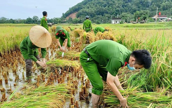 Bộ đội, công an cùng lội ruộng gặt lúa ‘chạy bão’ số 5 giúp dân