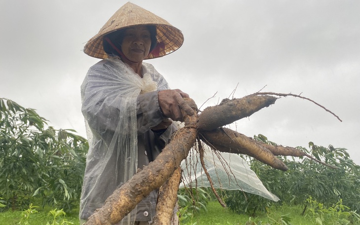 Nông dân Quảng Nam dầm mưa nhổ sắn ‘chạy bão’