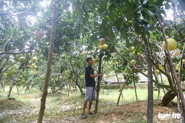 Hàng nghìn tấn bưởi Phúc Trạch chưa bán được vì dịch, dân lại thấp thỏm vì mưa bão - Ảnh 2.