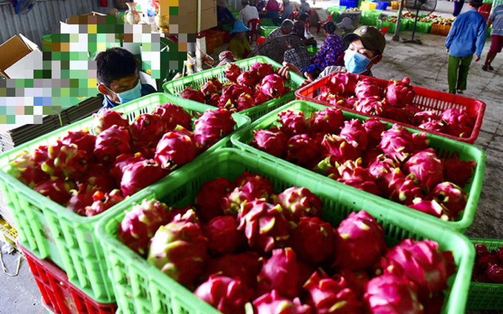 Trung Quốc tạm dừng nhập thanh long tại cửa khẩu Quảng Ninh