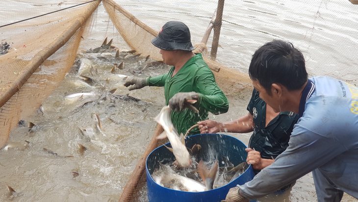 Thủy sản lo thiếu nguyên liệu - Ảnh 1.