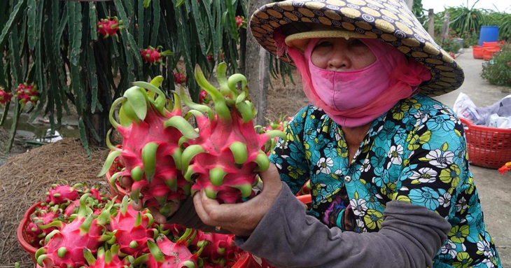 Tiki bán không lợi nhuận trái cây miền Tây, giúp bà con đón Tết ấm no - Ảnh 1.