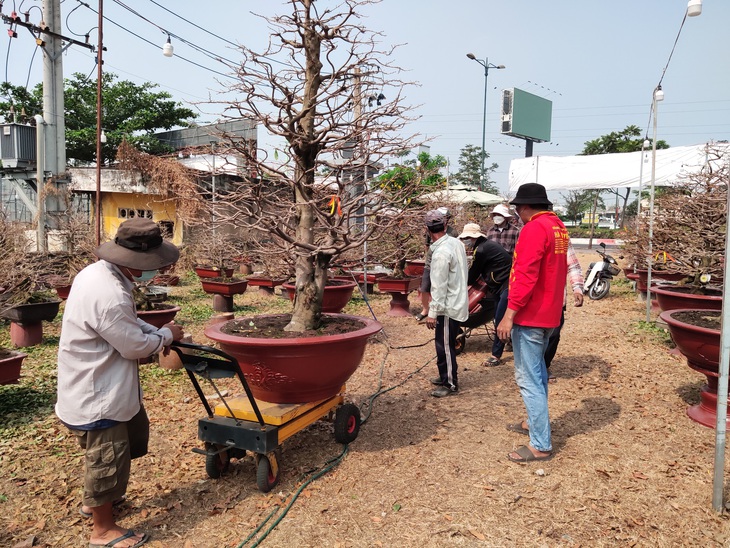 Lượng khách đặt mai Tết tăng nhanh, nhà vườn vẫn cam kết giảm giá bán và cho thuê - Ảnh 5.