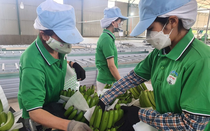 Trồng chuối nuôi heo, bầu Đức đặt kế hoạch lợi nhuận nghìn tỉ, trả hết nợ