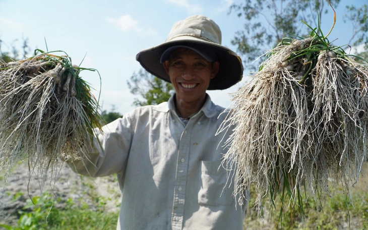 Tất bật thu hoạch kiệu Tết, nông dân Đà Nẵng vui vì được mùa, giá ổn - Ảnh 2.