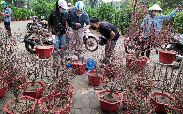 Đào miền Bắc, quất miền Trung, mai Tây Nam Bộ... 