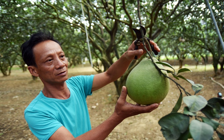 Đặc sản bưởi Tân Triều chưa Tết đã ‘cháy’ hàng