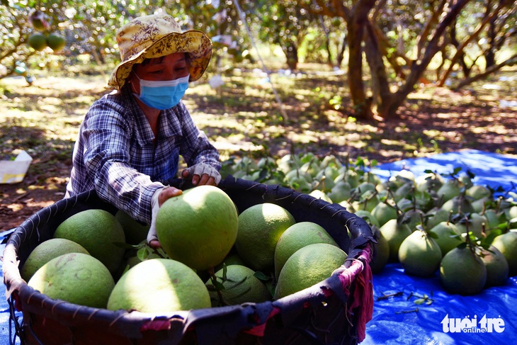 Đặc sản bưởi Tân Triều chưa Tết đã ‘cháy’ hàng - Ảnh 1.