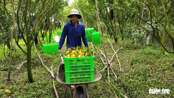 Quýt hồng Lai Vung ra thị trường Tết tăng 2-3 lần - Ảnh 2.