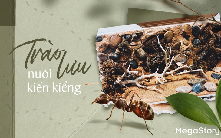 Trào lưu nuôi kiến kiểng