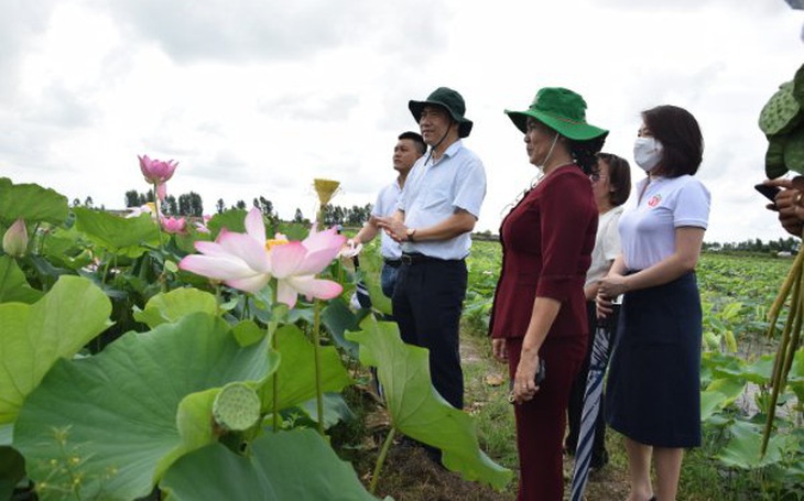 Sen Đồng Tháp vươn xa