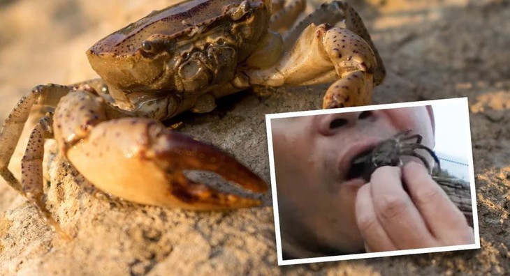Ông bố ăn luôn con cua quắp vào con gái mình để trả thù - Ảnh 1. Ông bố ăn luôn con cua quắp vào con gái mình để trả thù - Ảnh 1.