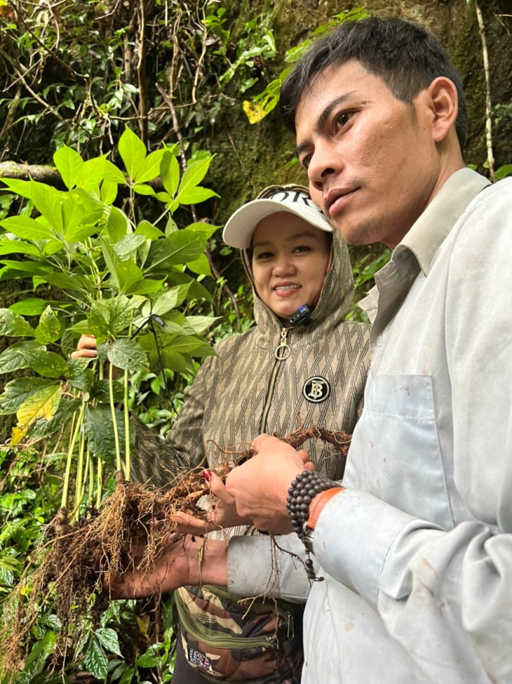 Sâm Ngọc Linh - một báu vật của người Việt - Ảnh 2.