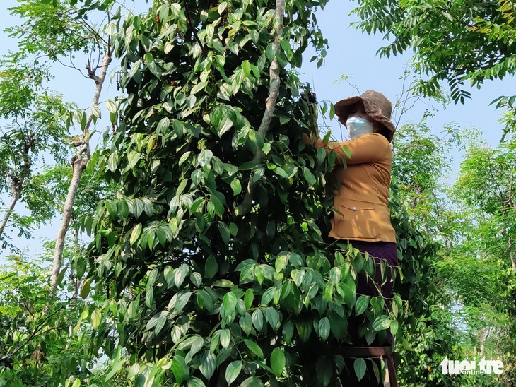 Tin sáng 3-10: Đơn kiện chủ tịch UBND về hành chính tăng gấp đôi; Sót đối tượng thu xả thải - Ảnh 2.