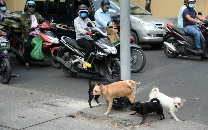 Không thể "bó tay" với xuyệt điện bắt cá, ném rác, thả chó rông... ngay tại TP.HCM