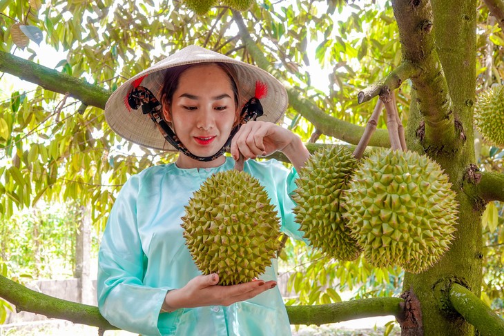 Cần Thơ: hướng tới cấp mã số vùng trồng cho phần lớn vườn sầu riêng đặc sản - Ảnh 1.