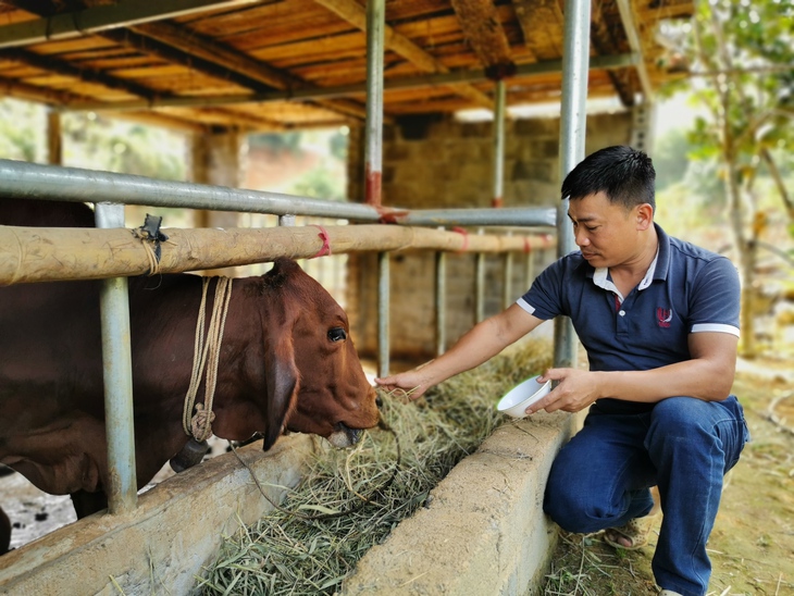 Đàn bò mơ ước từ đồng vốn Tiếp sức nhà nông - Ảnh 2.