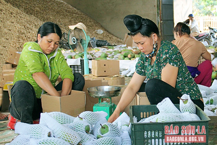 Đưa xoài Sơn La vào các thị trường - Ảnh 2.