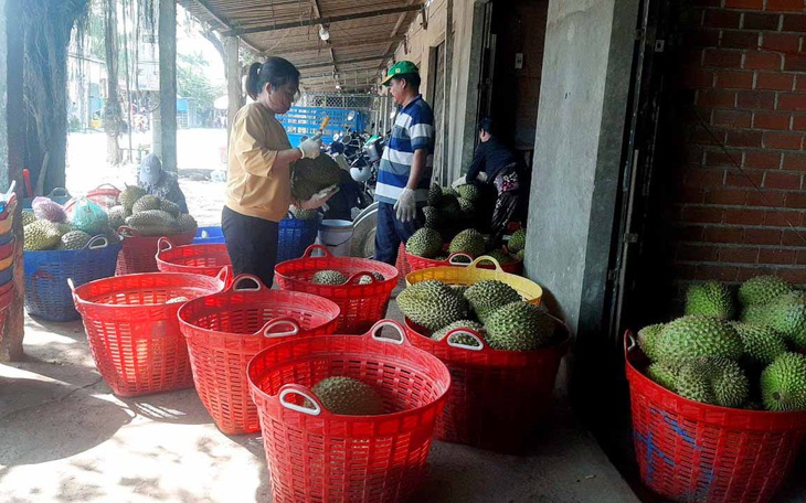 Giá nhãn xuồng cơm vàng Cần Thơ rớt thấp nhất trong 3 năm , nhà vườn khốn đốn - Ảnh 3.