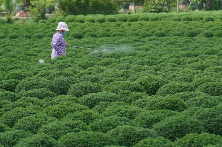 Người trồng hoa Chợ Lách lo lắng vì mưa kéo dài - Ảnh 2.