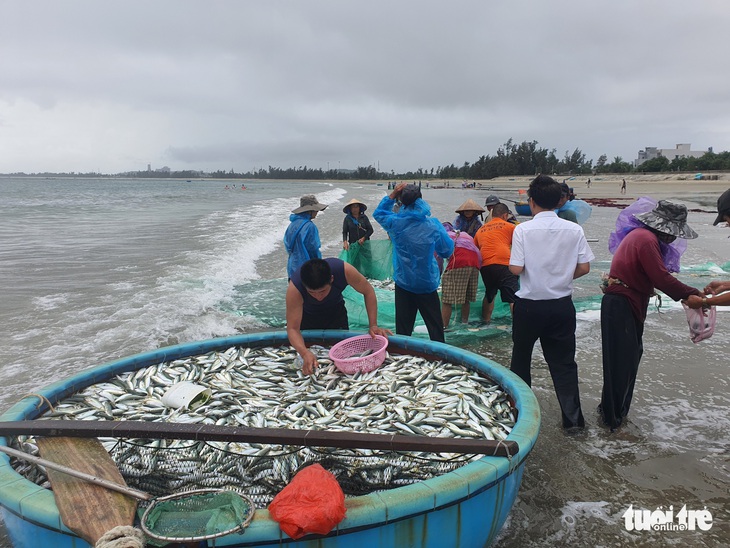 Ngư dân đứng trên bờ kéo lưới trúng mẻ cá gần 3 tấn - Ảnh 1.