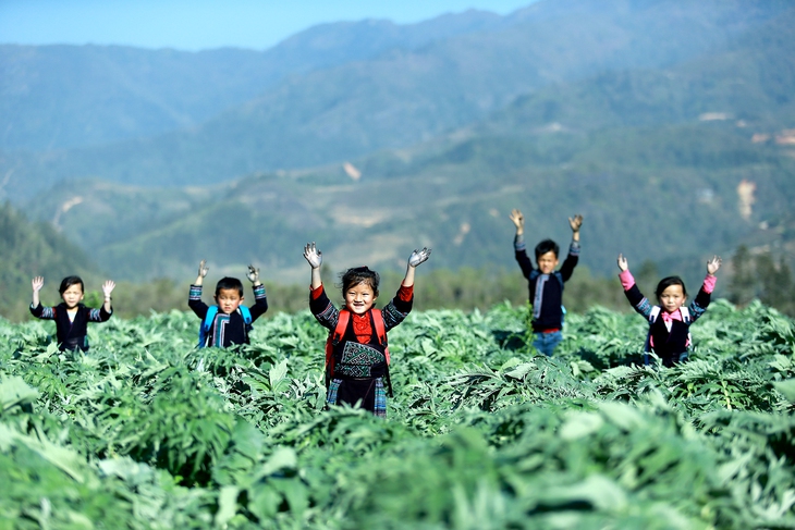 Trẻ em Lào Cai trên cánh đồng actiso, trà actiso và các thực phẩm như bí đao, đậu xanh... được khuyên dùng trong mùa hè