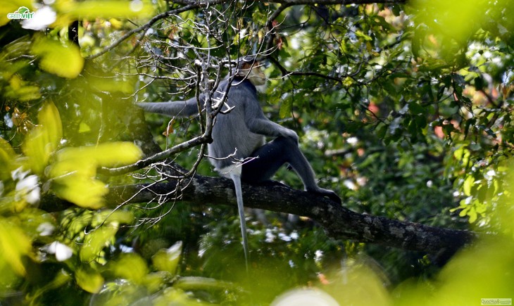 Phát hiện 10 đàn voọc chà vá chân xám thuộc sách đỏ Việt Nam và IUCN ở vùng núi Quảng Ngãi - Ảnh 1.