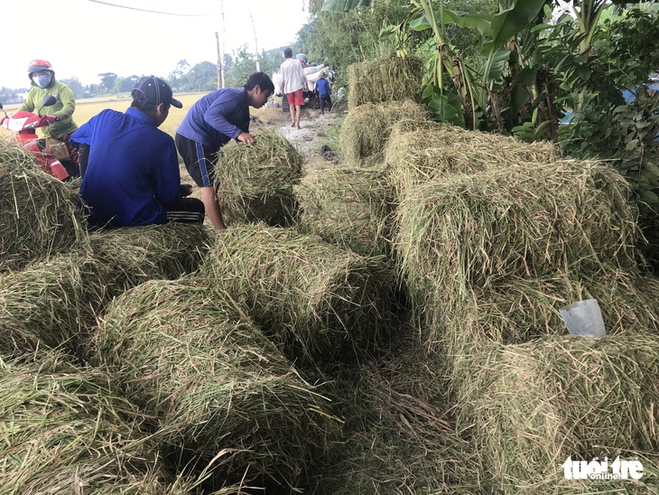 Nông dân miền Tây phấn khởi thu hoạch vụ Thu Đông 2022 - Ảnh 3. Nông dân miền Tây phấn khởi thu hoạch vụ Thu Đông 2022 - Ảnh 3.