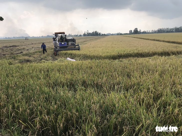 Nông dân miền Tây phấn khởi thu hoạch vụ Thu Đông 2022 - Ảnh 1. Nông dân miền Tây phấn khởi thu hoạch vụ Thu Đông 2022 - Ảnh 1.
