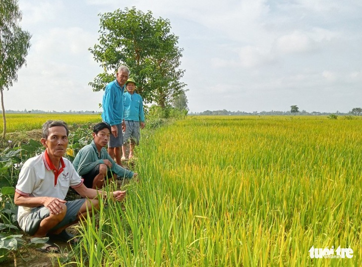 Nông dân miền Tây phấn khởi thu hoạch vụ Thu Đông 2022 - Ảnh 4. Nông dân miền Tây phấn khởi thu hoạch vụ Thu Đông 2022 - Ảnh 4.