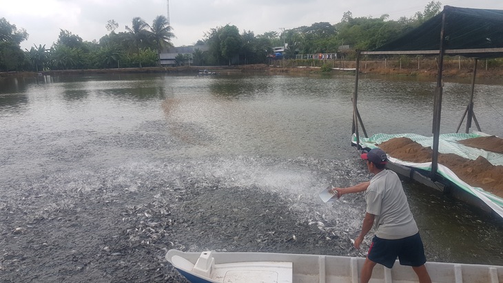 Để cá tra Việt Nam vươn ra biển lớn: Làm gì để viết tiếp những kỷ lục? - Ảnh 1.