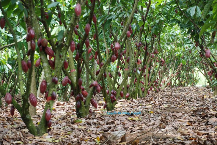 Bà Rịa - Vũng Tàu: Tập trung phát triển nông nghiệp ứng dụng công nghệ cao - Ảnh 4.