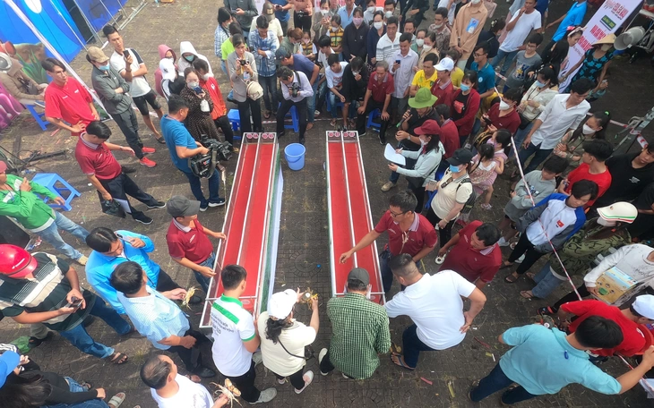  Vì sao miền Tây có nhiều con cua biển 'khủng' - Ảnh 3.