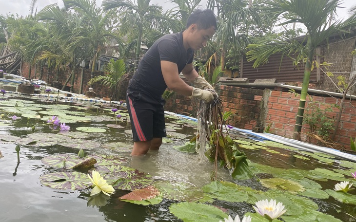 Kỹ sư địa chất trồng hoa súng