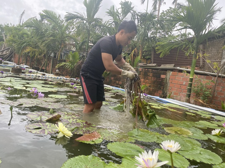 Kỹ sư địa chất trồng hoa súng - Ảnh 1.