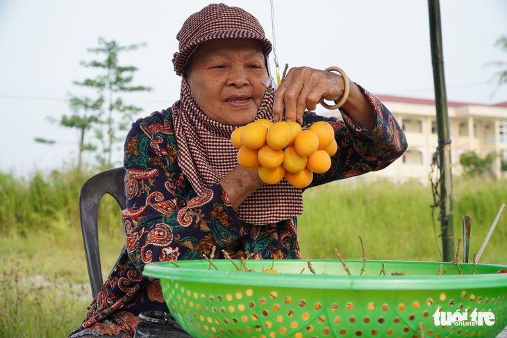 Thanh trà, vú sữa cho trái đầu mùa, nông dân Vĩnh Long rủng rỉnh kiếm tiền tiêu Tết - Ảnh 2.