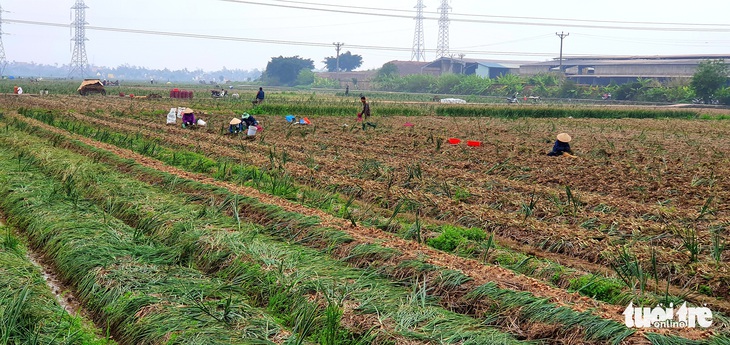 Hải Dương mở lễ hội cà rốt, Bộ trưởng Lê Minh Hoan và cầu thủ Hoàng Đức, Trọng Đại... xuống đồng - Ảnh 3.