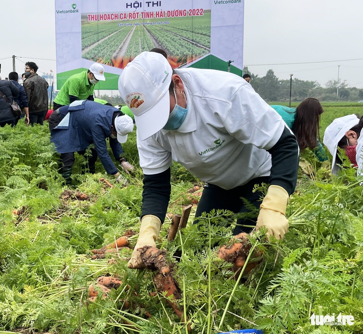 Hải Dương mở lễ hội cà rốt, Bộ trưởng Lê Minh Hoan và cầu thủ Hoàng Đức, Trọng Đại... xuống đồng - Ảnh 1.