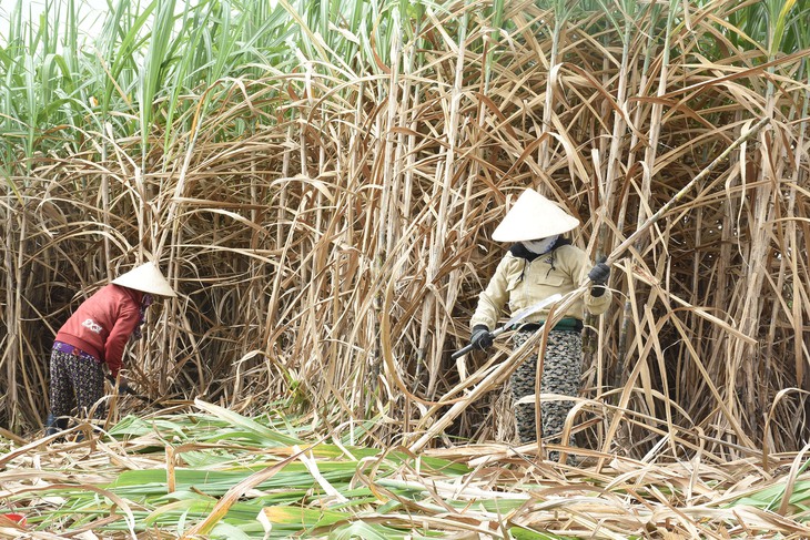 Giá mua mía ở Phú Yên cao kỷ lục - Ảnh 2.