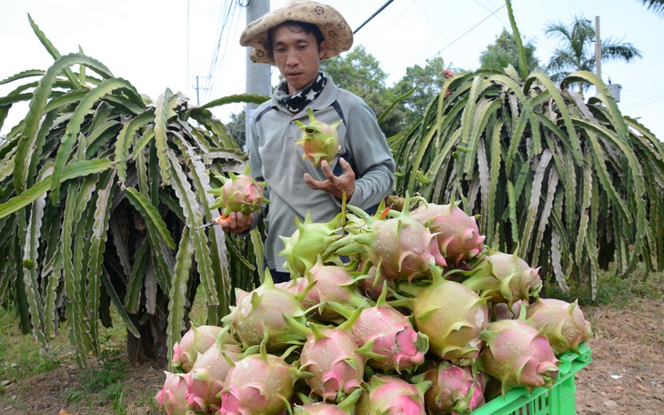 Xuất khẩu thanh long khó trăm bề