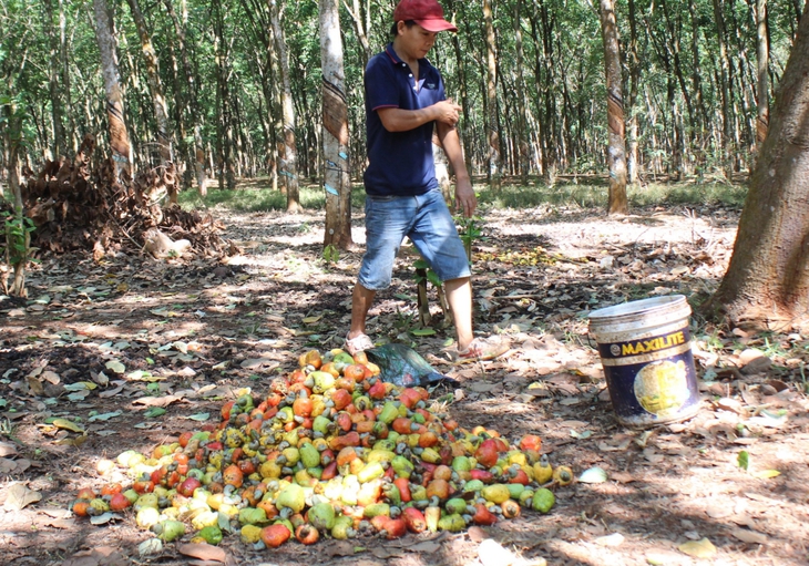 Vụ xuất khẩu điều nghi bị lừa đảo: Tiến hành thủ tục pháp lý để doanh nghiệp sớm kiểm soát lô hàng - Ảnh 1.