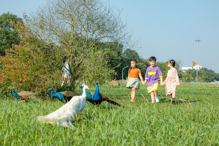 Chim công, vịt trời, thiên nga làm tổ trong khu đô thị Ecopark - Ảnh 1.