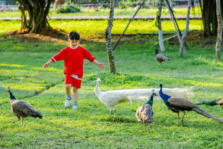 Chim công, vịt trời, thiên nga làm tổ trong khu đô thị Ecopark - Ảnh 4.