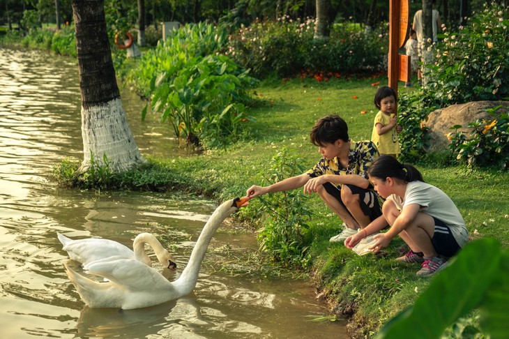 Chim công, vịt trời, thiên nga làm tổ trong khu đô thị Ecopark - Ảnh 7.