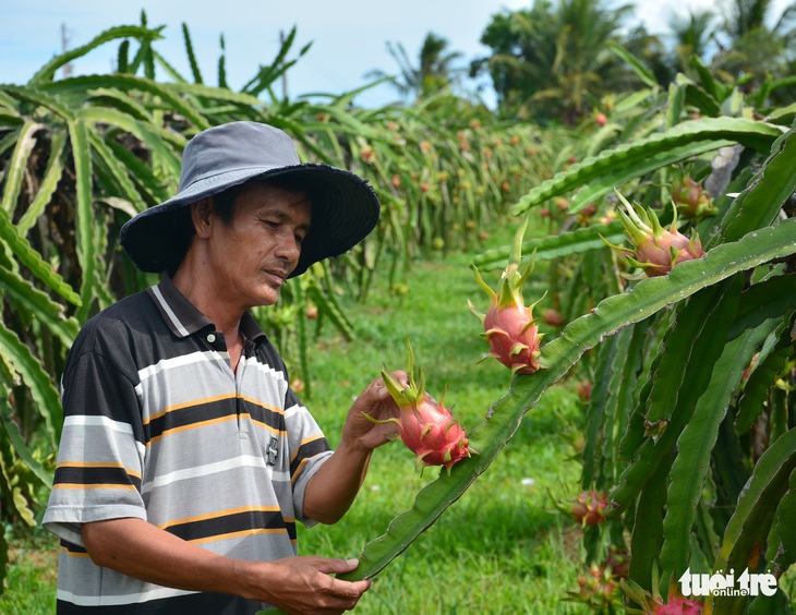 Nhiều nhà vườn ở thủ phủ thanh long phá bỏ cây thanh long, lợi hại ra sao? - Ảnh 4.