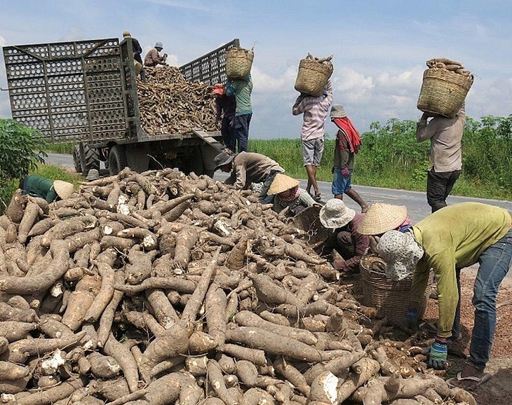 Một số doanh nghiệp nhập tinh bột sắn tại Trung Quốc đã mất tích từ lâu - Ảnh 1.